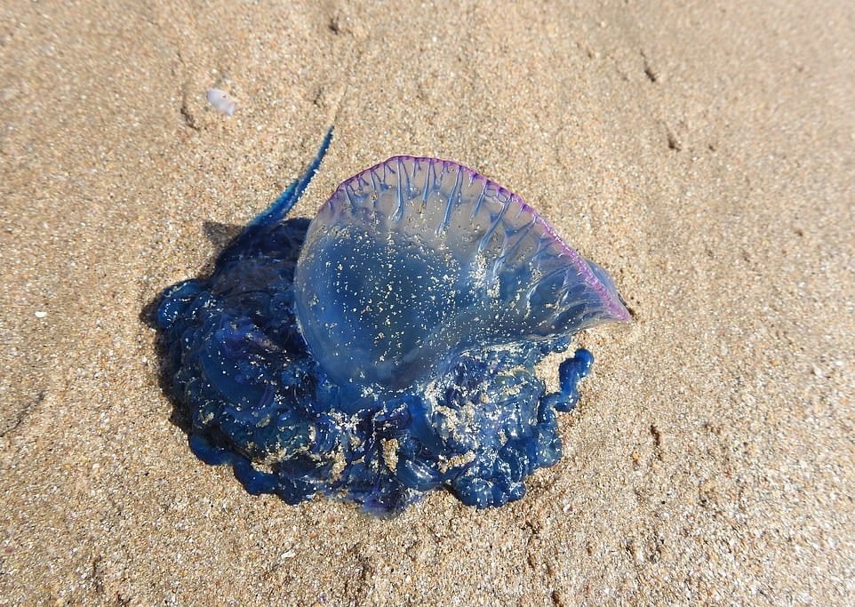 Le dragon bleu, une étonnante créature